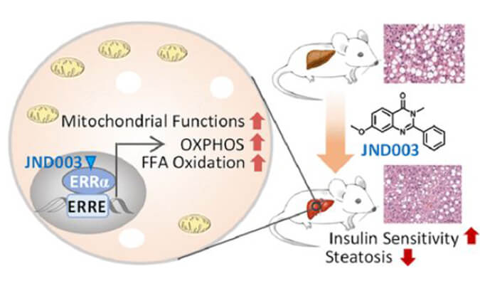 JND003是一種新型選擇性ERRα激動劑，可緩解非酒精性脂肪肝和胰島素抵抗，PK和組織分布測定通過hjc黄金城進行