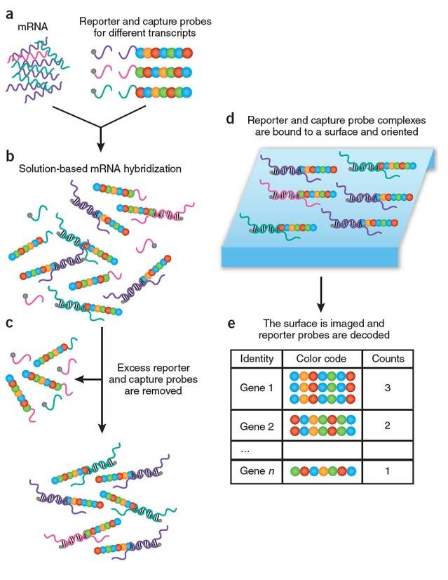 3-NanoString技術原理.png