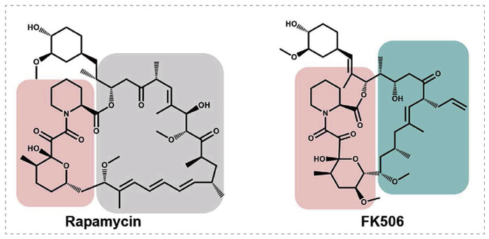 5-雷帕黴素、FK506-誘導的-FKBP-蛋白質相互作用.jpg