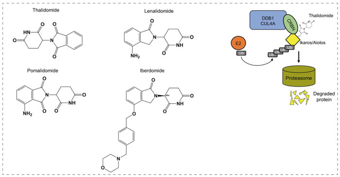 6-沙利度胺和類似物分子膠(IMiD).jpg