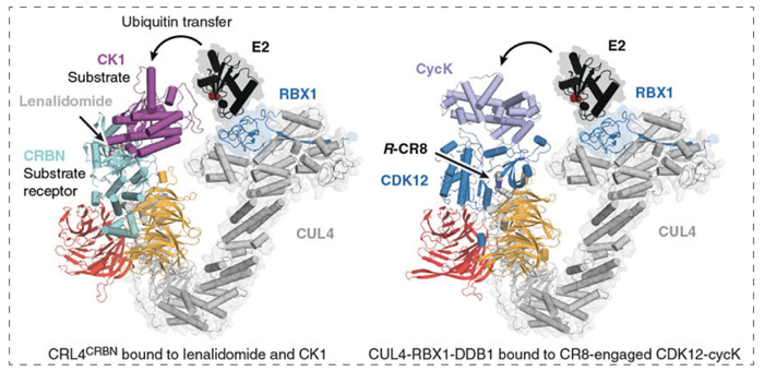 7-RBX1--CUL4-DDB1-(CRL4)-與R-CR8-CDK12-cycK複合物相結合.jpg