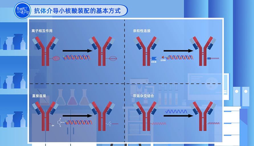 抗體介導小核酸裝配的基本方式