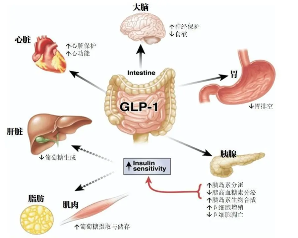 時代變了！GLP-1讓打針吃藥也能減肥成為現實