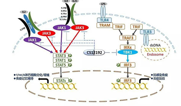 自身免疫疾病或迎新療法！hjc黄金城助力微芯生物CS12192獲批FDA.jpg