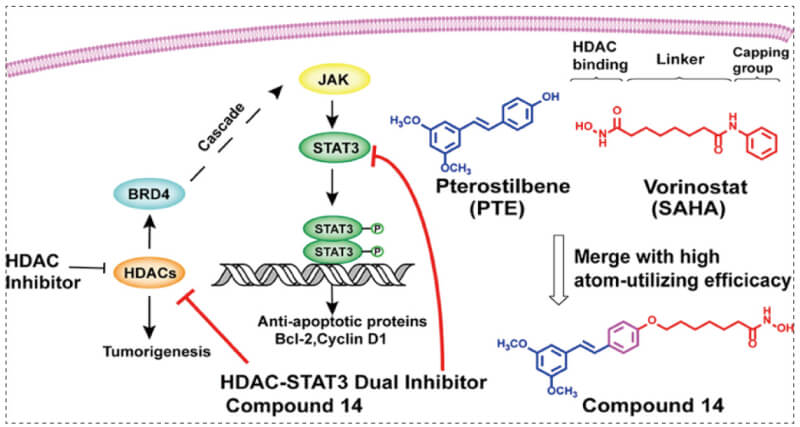 STAT3_HDAC-BRD4-LIFR-JAK-STAT3 signal cascade.jpg