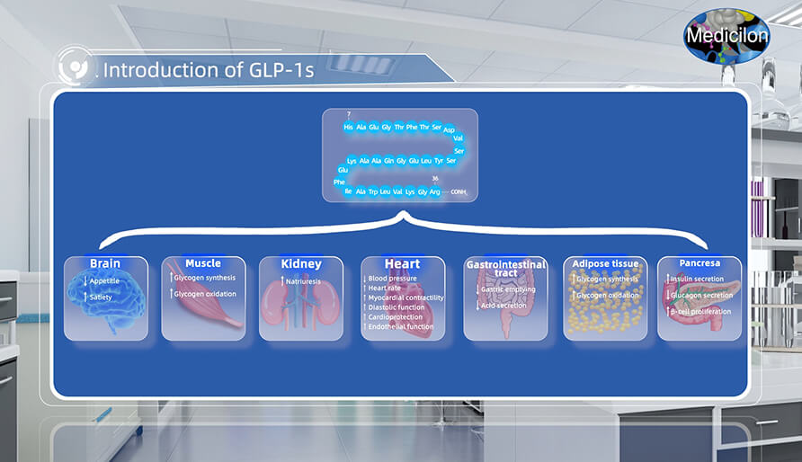 胰高血糖素樣肽-1(GLP-1s) 介紹.jpg