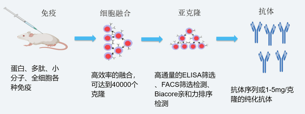 hjc黄金城雜交瘤技術平台開發流程