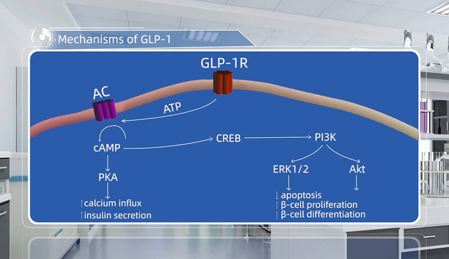 GLP-1 作用機製