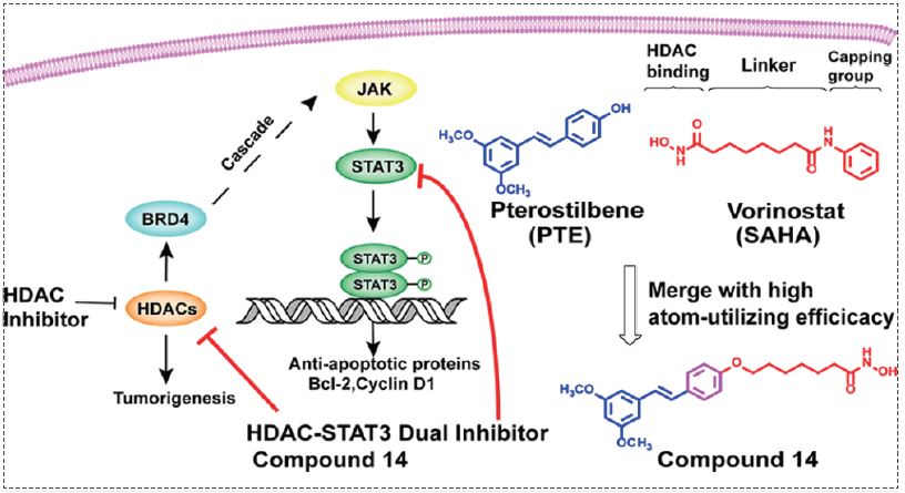 HDAC-BRD4-LIFR-JAK-STAT3信號級聯反應.png