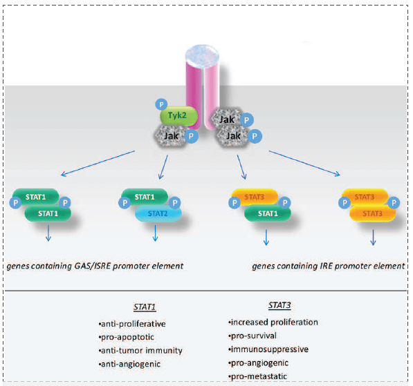 STAT3信號傳導及其在癌症中的作用.png