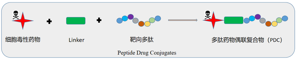 多肽偶聯藥物（PDC）結構示意圖.png