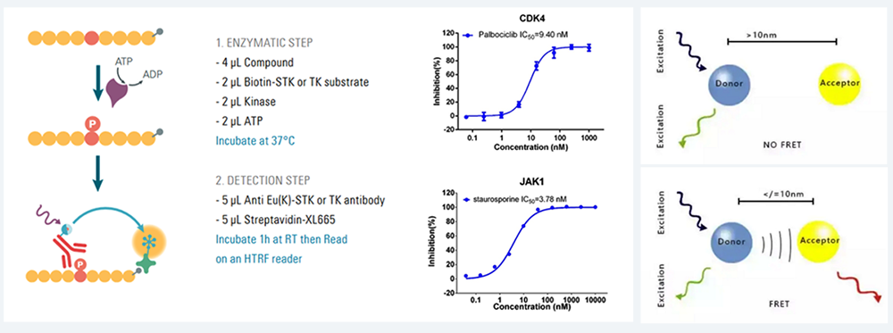 HTRF 測定-均相時間分辨熒光.png
