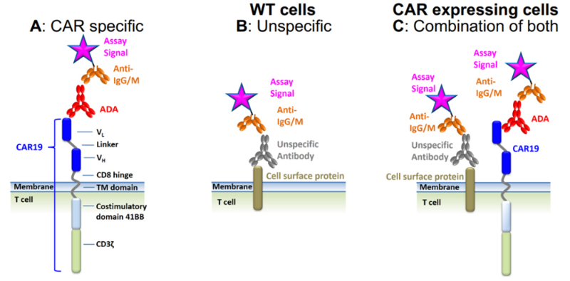 CAR特異性ADA信號.jpg