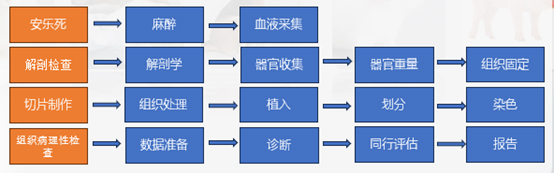 組織病理學研究的工作流程.jpg