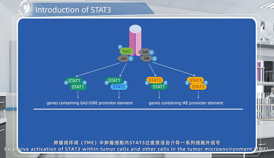 STAT3介紹