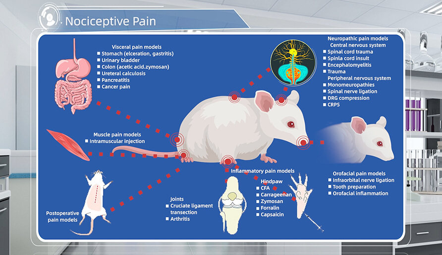 疼痛動物模型介紹
