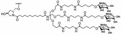 GalNAc的目標是肝細胞上的ASGPR，可以通過內吞作用被吸收-2.jpg